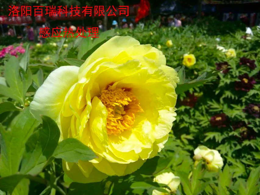 1587021236124456.png 圖片5.png